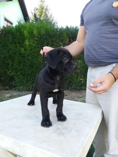 Cane-Corso--crno-štene
