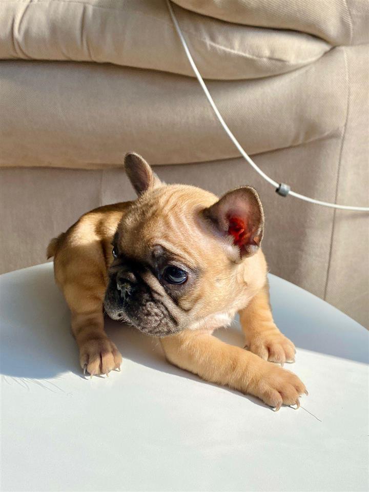 Francuski-Buldog