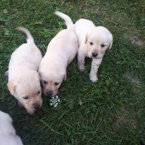 Labrador-retriver-stenci