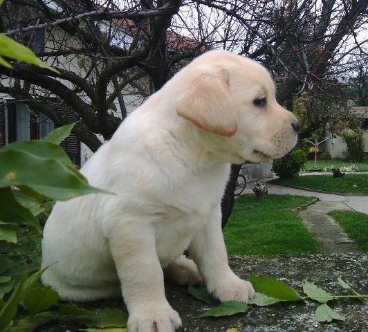Labrador retriver, štenci
