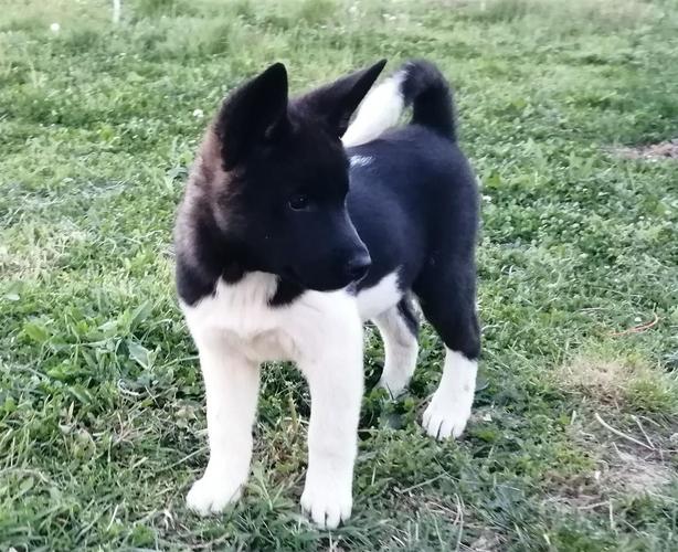 Američka akita štenci