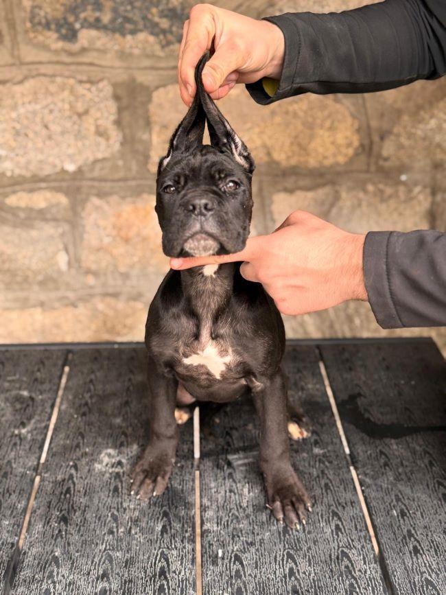 Cane-Corso-štenci