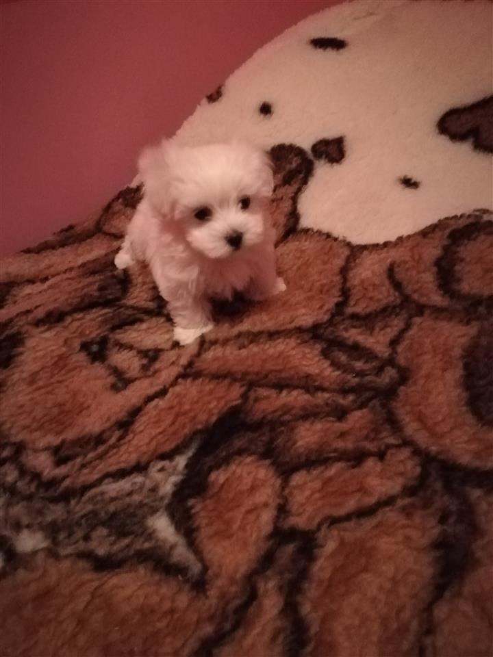 Na-prodaju-mini-Maltezeri