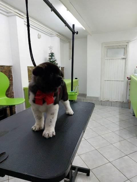Američka-Akita--štenci