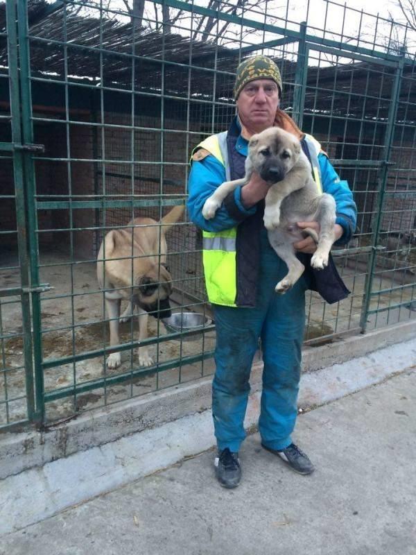 Kangal-Turski-pastirski-pas
