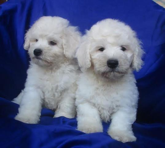 Kovrdzavi-bisoni---BICHON-FRISE--stenci-