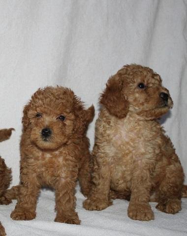 Maltipoo-stenci-