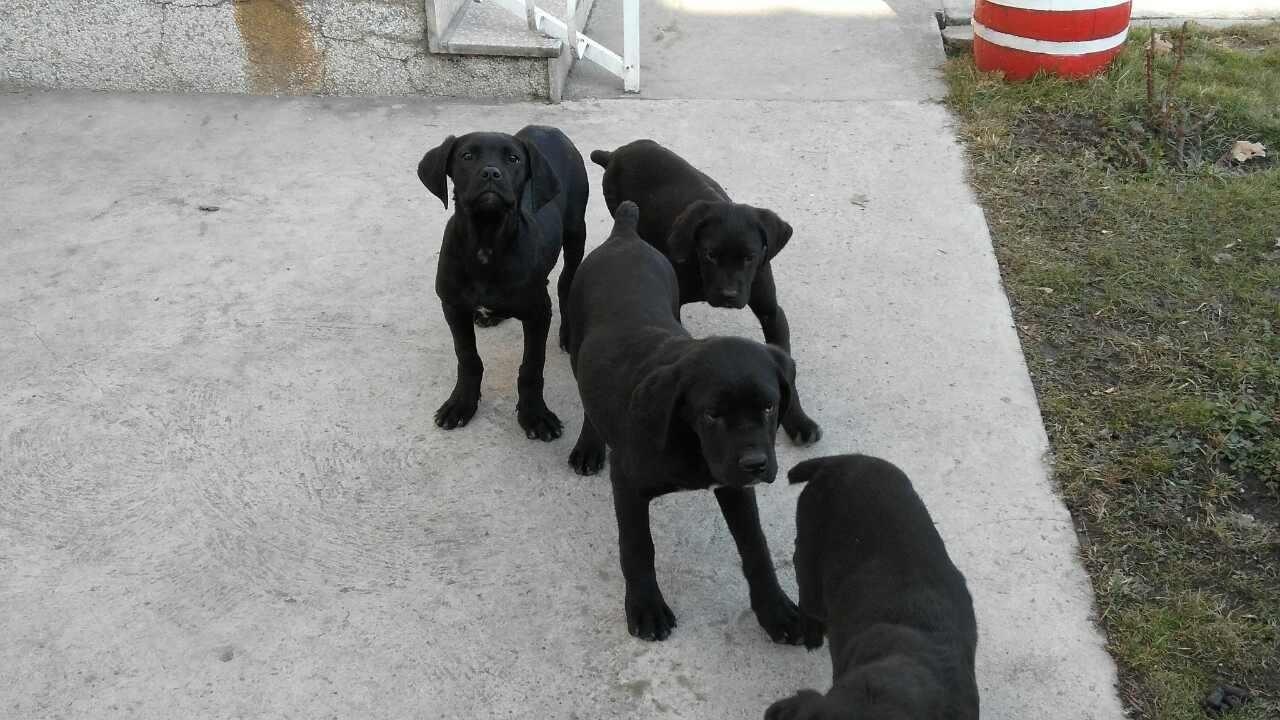 Cane-corso-stenci-na-prodaju-