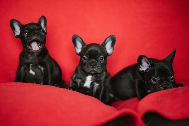 Francuski-buldog-
