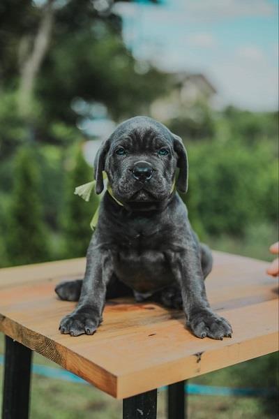 Cane-Corso-vrhunski-štenci