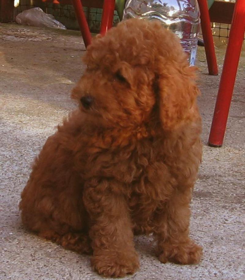 Toy-pudla-štenad