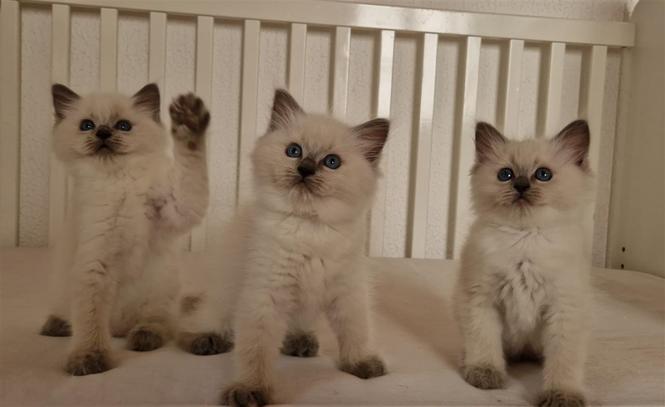Ragdoll mačići