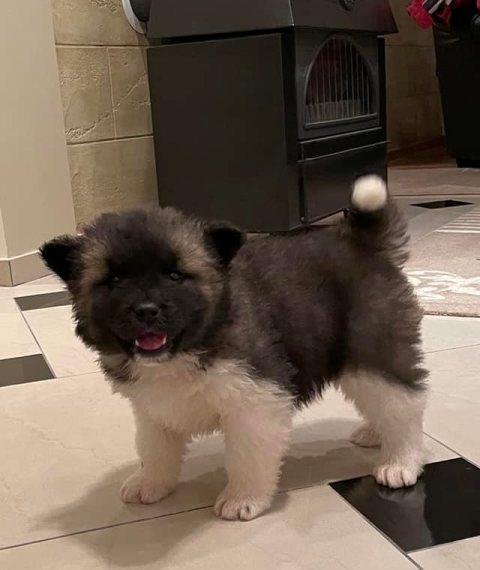 Američka-Akita-štenci