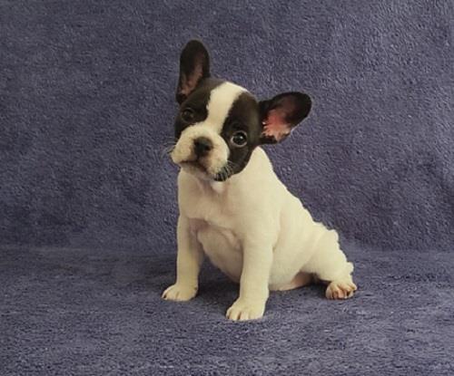 Francuski-buldog