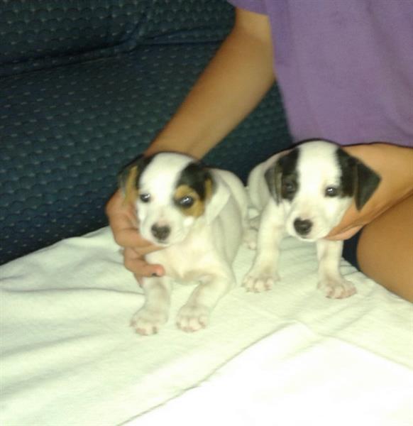 Jack-Russell-Terrier-stenad