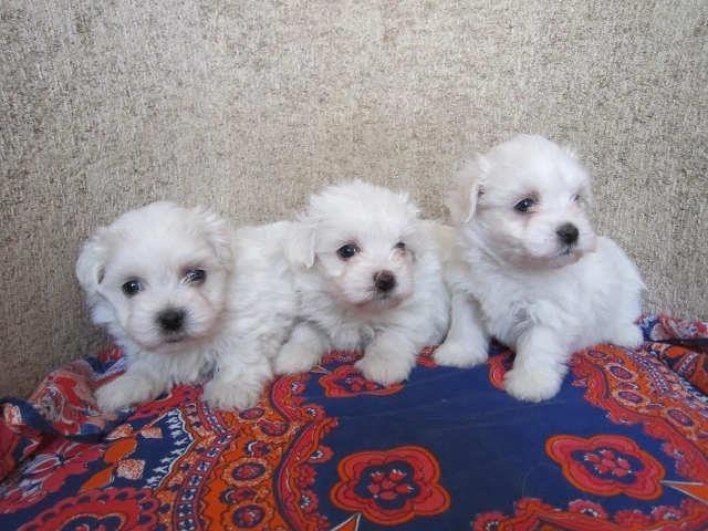 Maltezer---prelepa-stenad