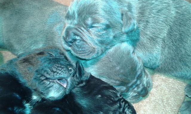 Cane-corso--sivi-stenci