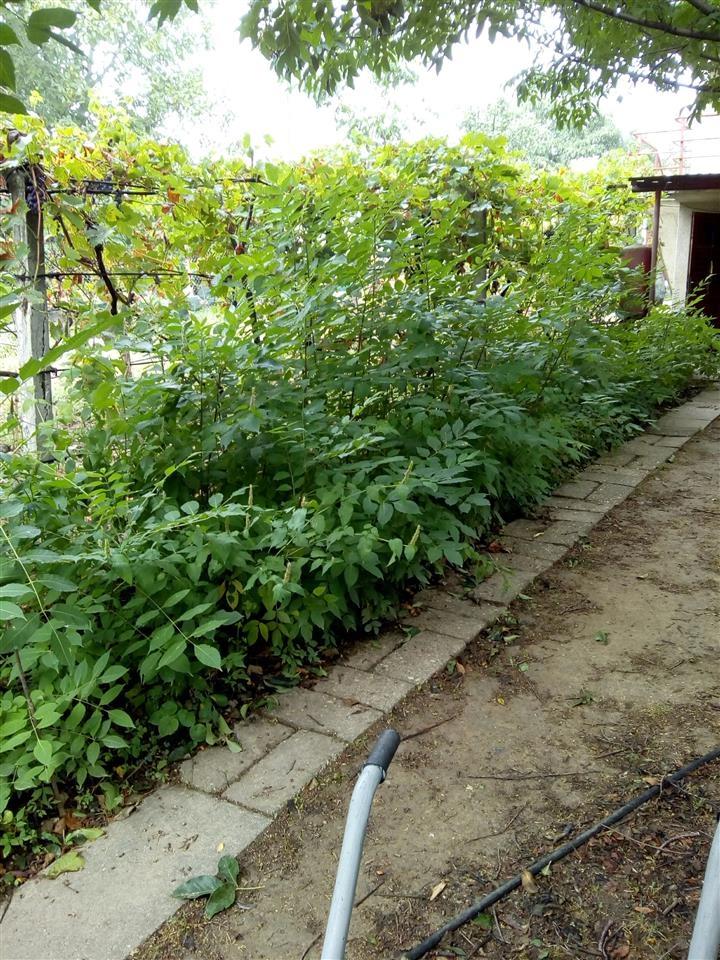 Evodija-medonosno-drvo