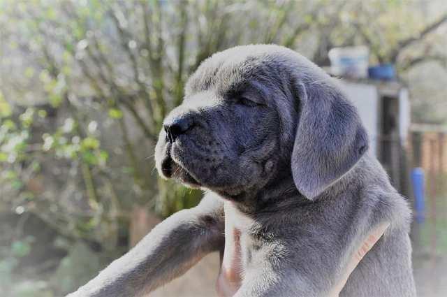 Cane-Corso--prelepi-štenci