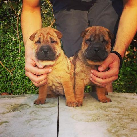 Shar-Pei-stenad