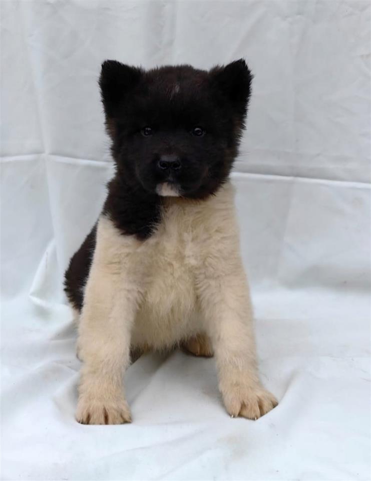 Americka-Akita