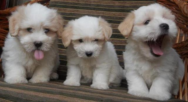 Tulearski-pas---COTON-DE-TULEAR---stenci