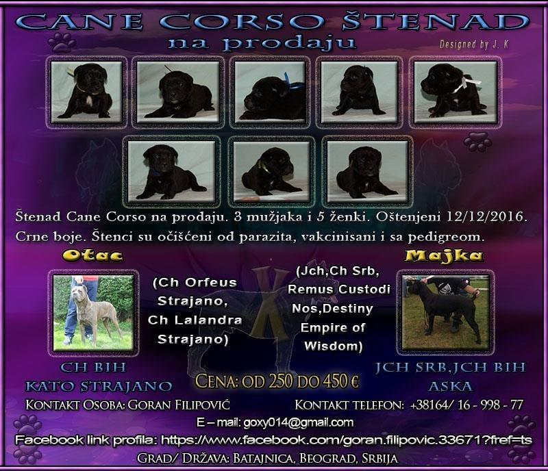 Cane-Corso-štenad