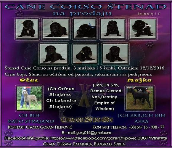 Cane Corso štenad