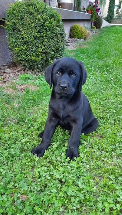 Štenci-Labrador-retrivera-
