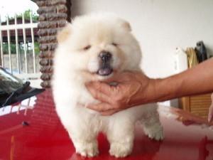Dostupne-bebe-Chow-Chow