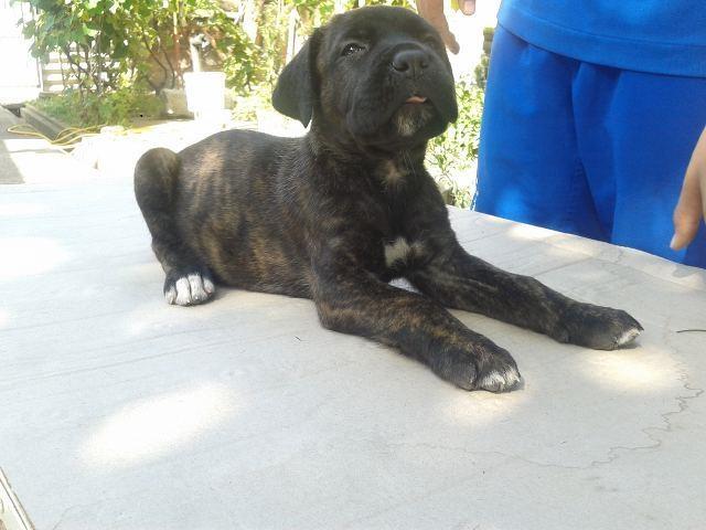 Cane Corso stenci  dobrog porekla