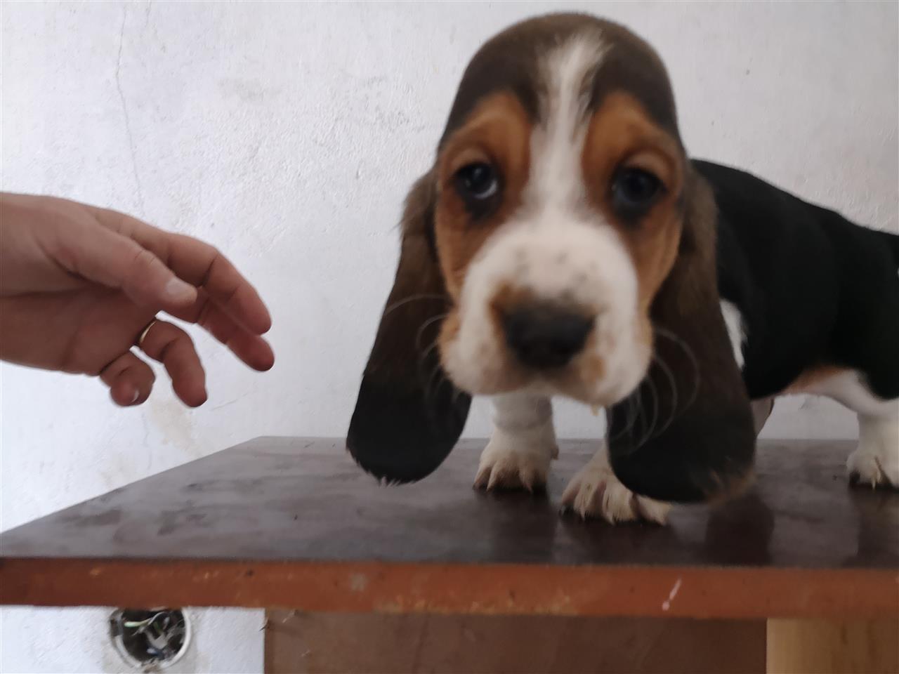 Baset-hound