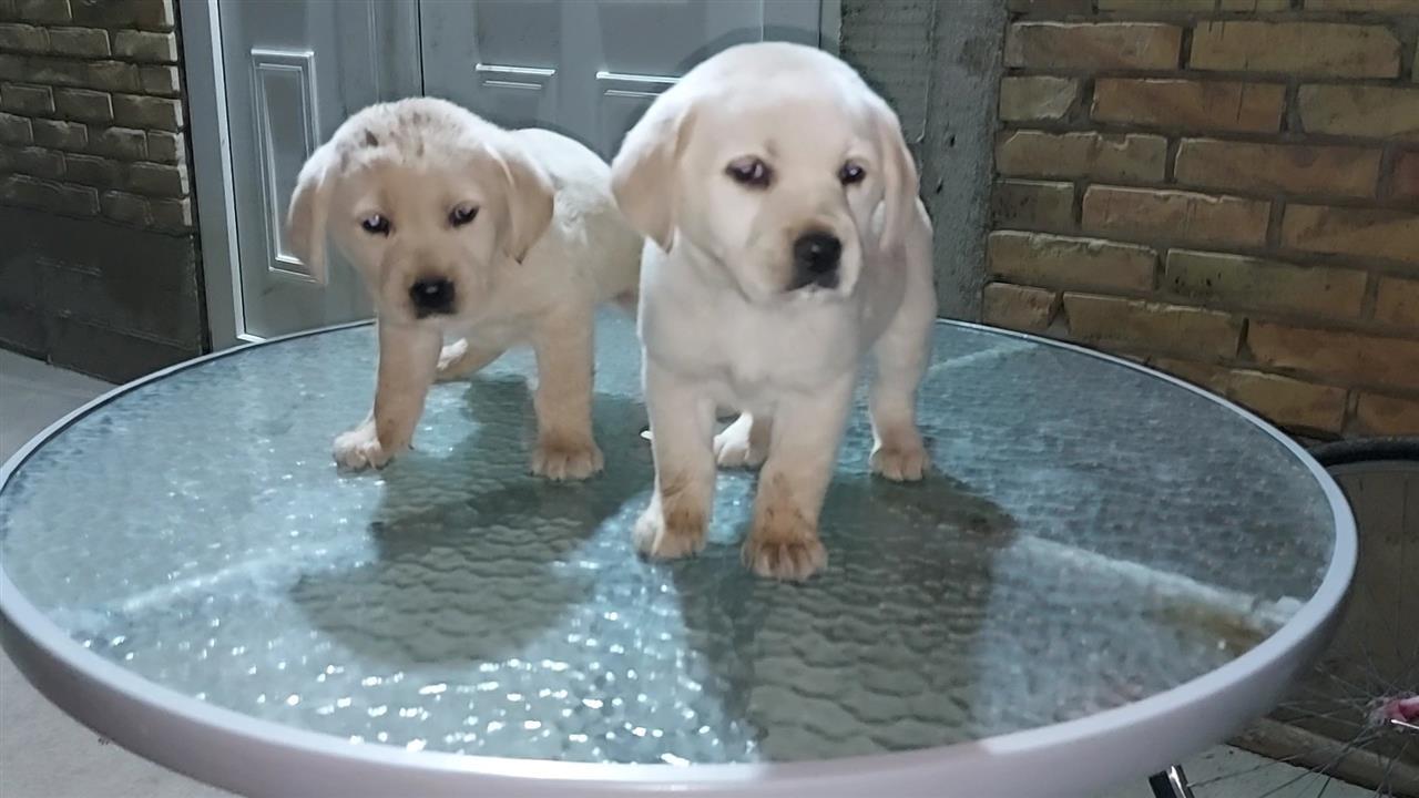 Labrador-stenci