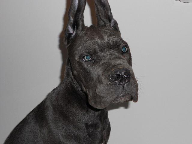 Cane-Corso-stenci-