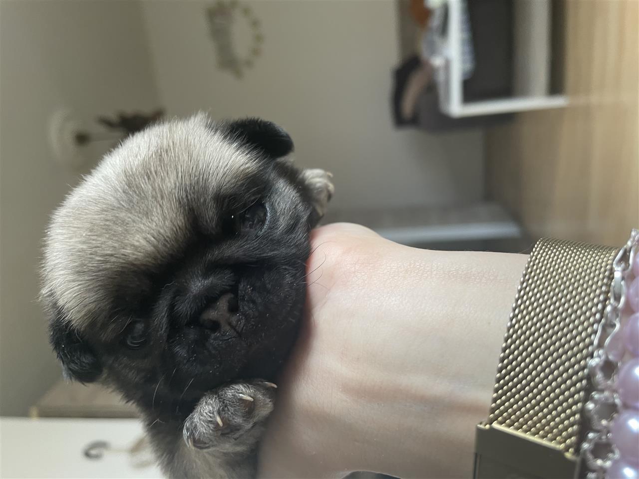 Mops--pug-