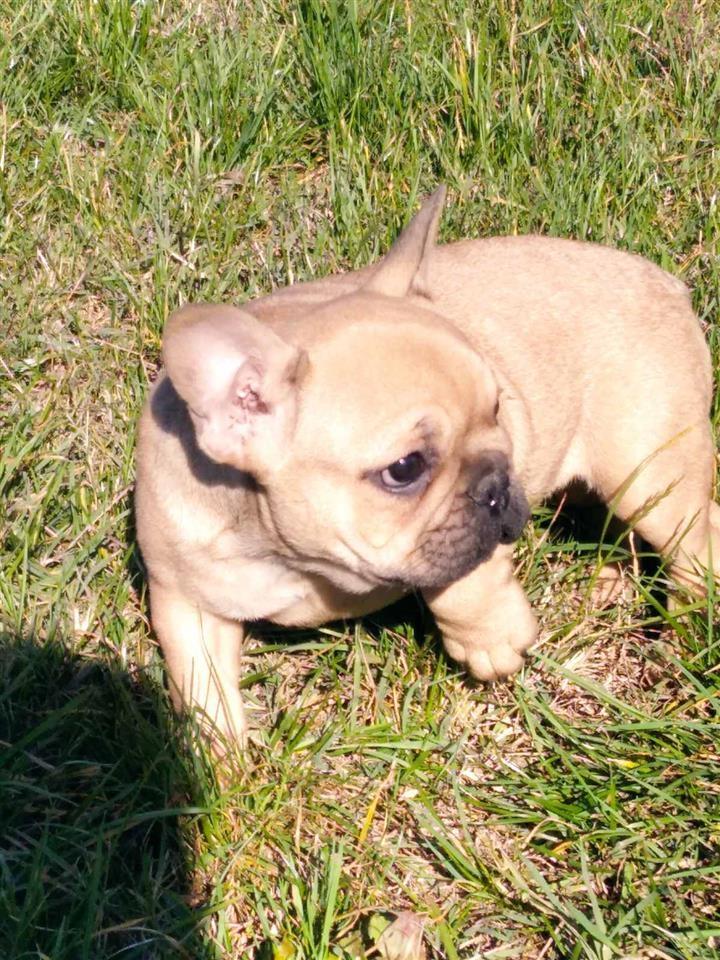 Francuski-Buldog-štenci