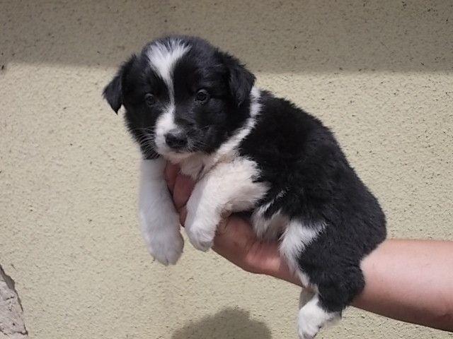 Border-Collie