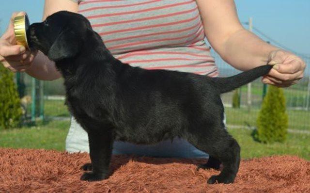 Labrador-retriver-