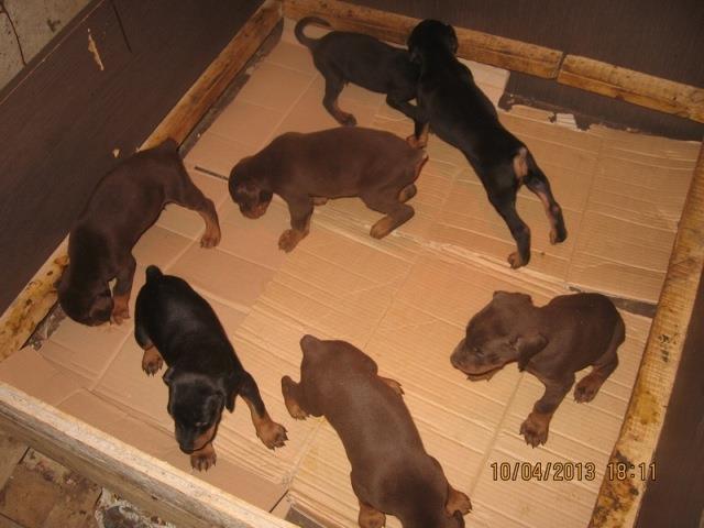 Doberman-stenad-crne-i-braon-boje