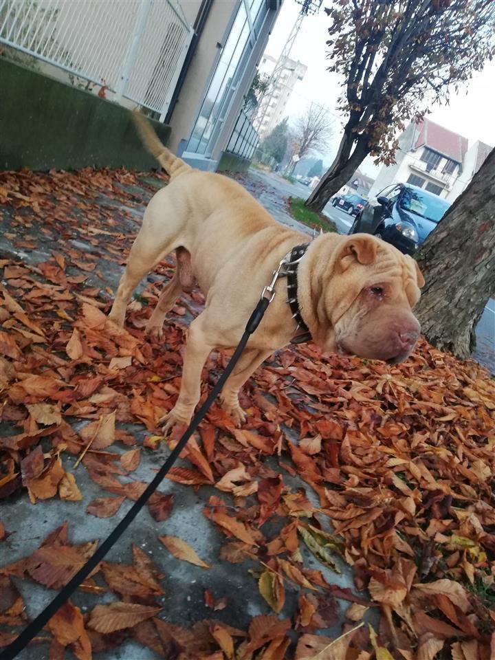 Shar-Pei-