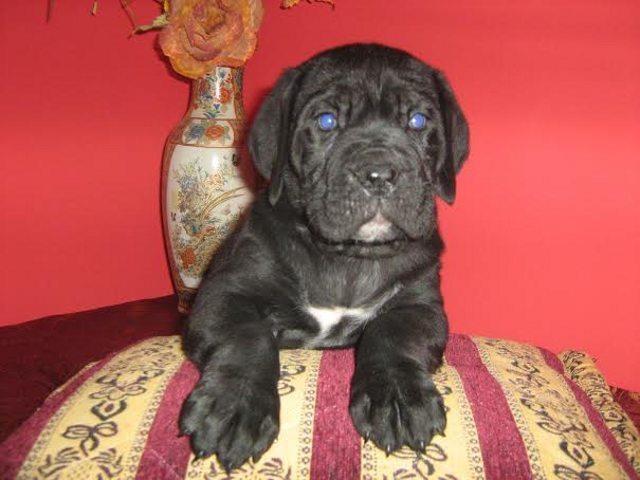 Cane Corso stenad - od oca GVIDA