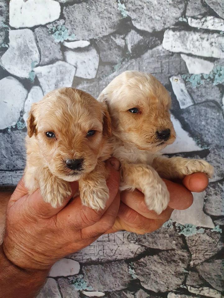 Labradoodle-štenci