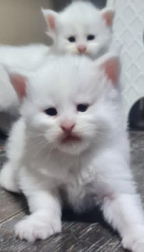 Maine-Coon-mačići