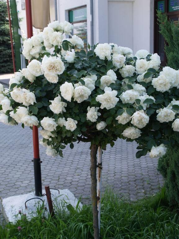 Ruze-stablasice