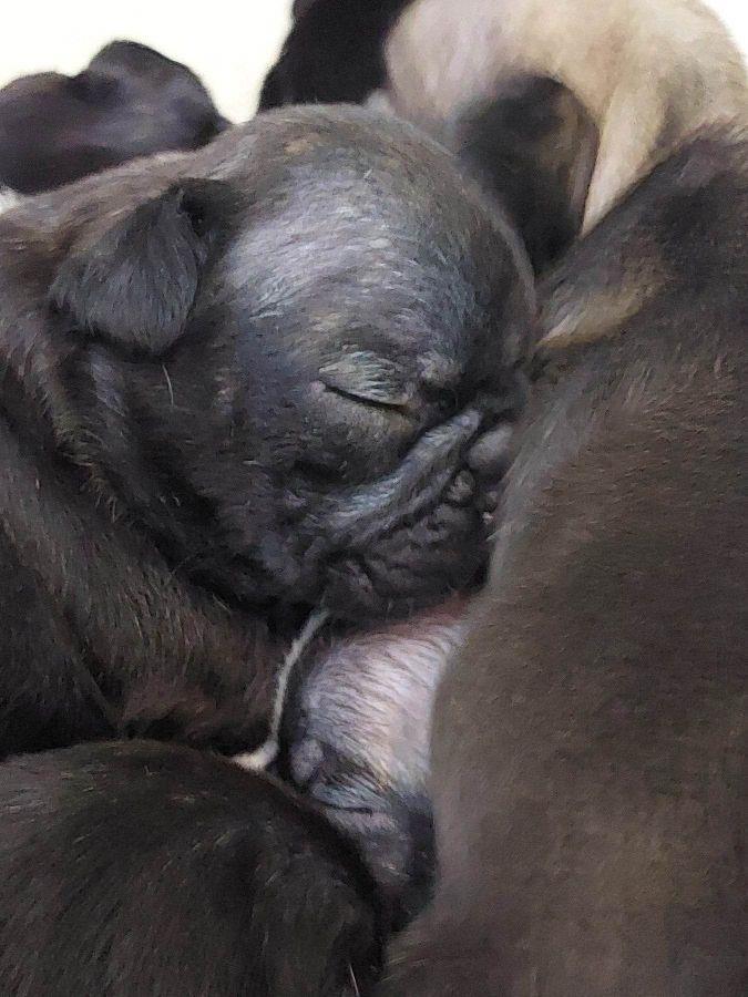 Francuski-Buldog