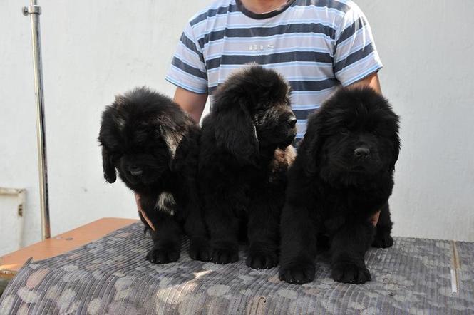 Newfoundland stenci