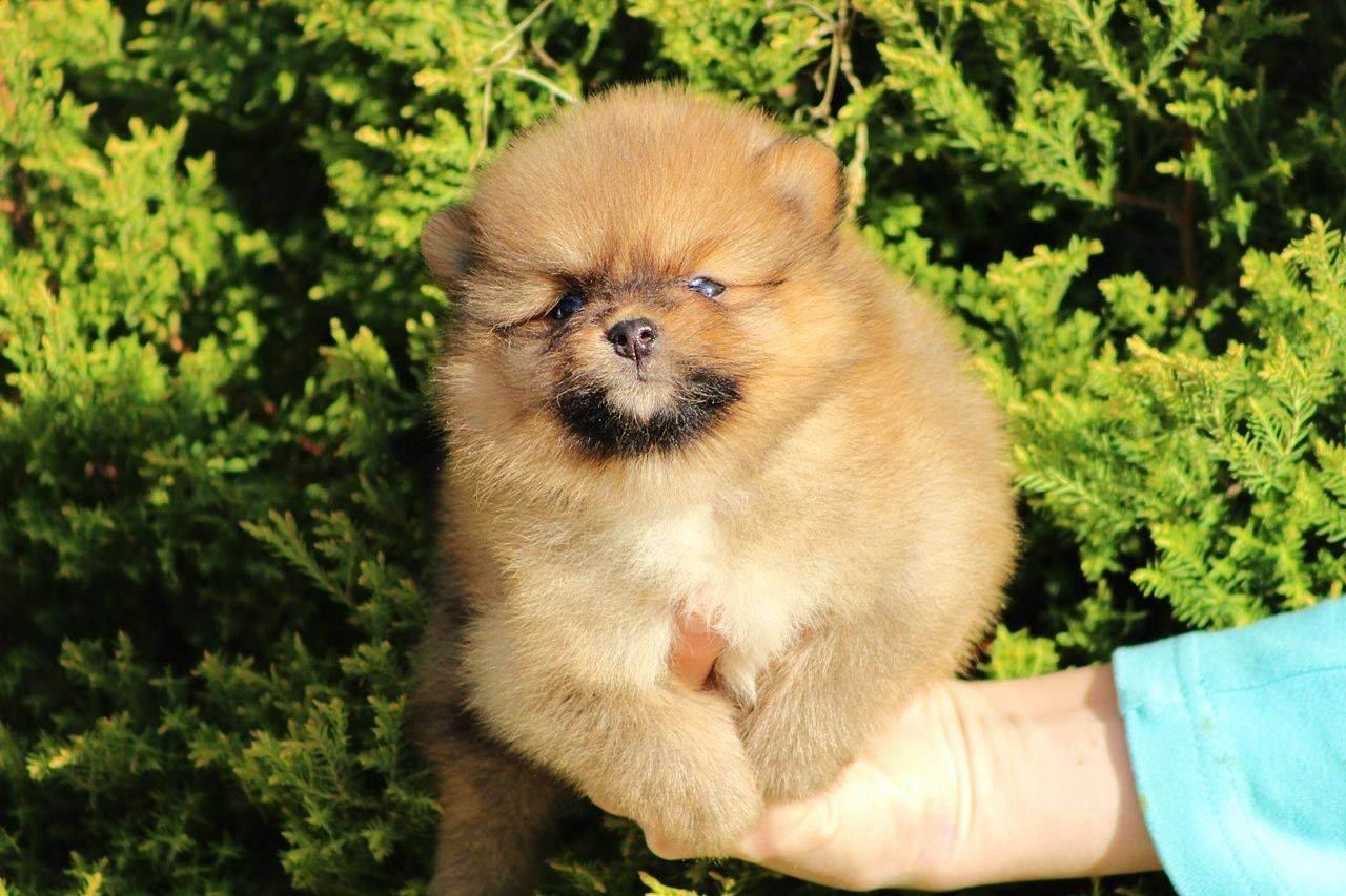 Pomeranski-spic-Boo-stenci