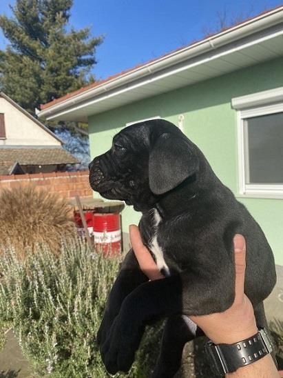 Cane-corso-štenci