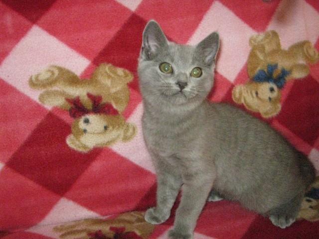 Kartuzijski macici 