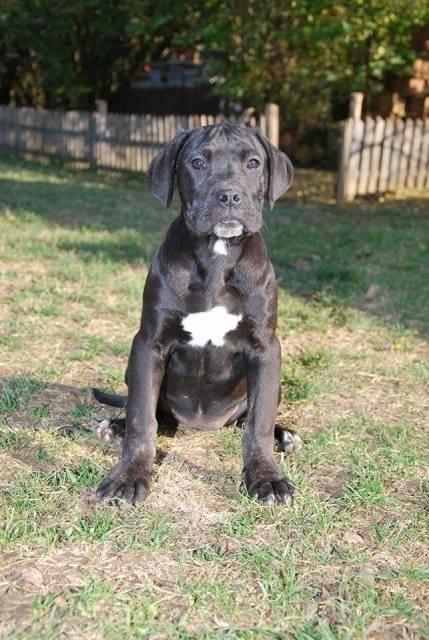 -Cane-Corso-štenci